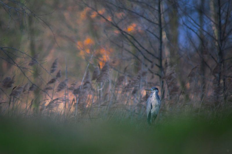Ardea cinerea фото превью
