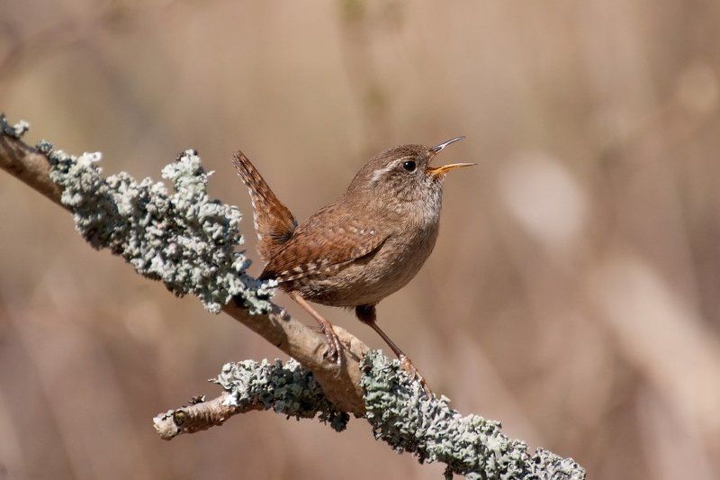Карузо фото превью