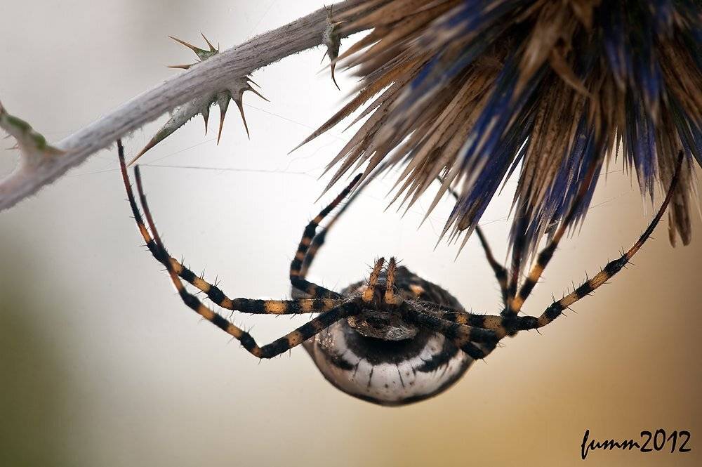 , Игорь ФУММ