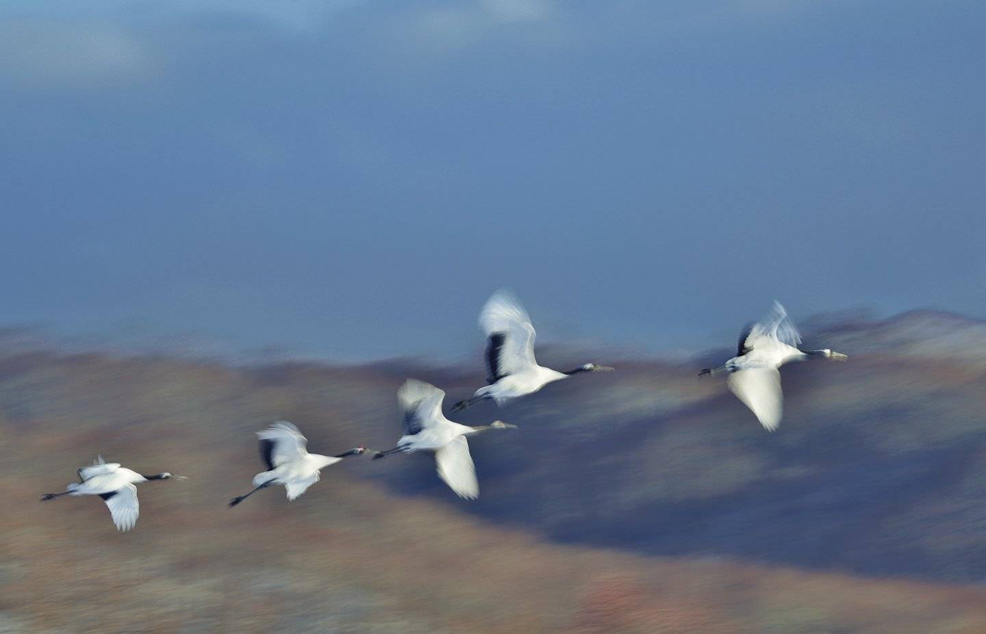 Flight ride the rhythm. Автор: KIM SUK EUN , KIM SUK EUN