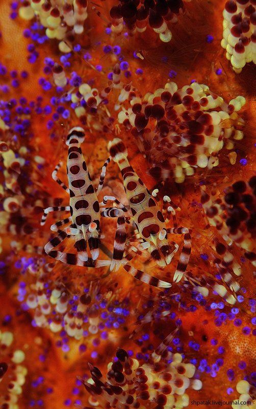 Яркое и весеннее под водой. фото превью