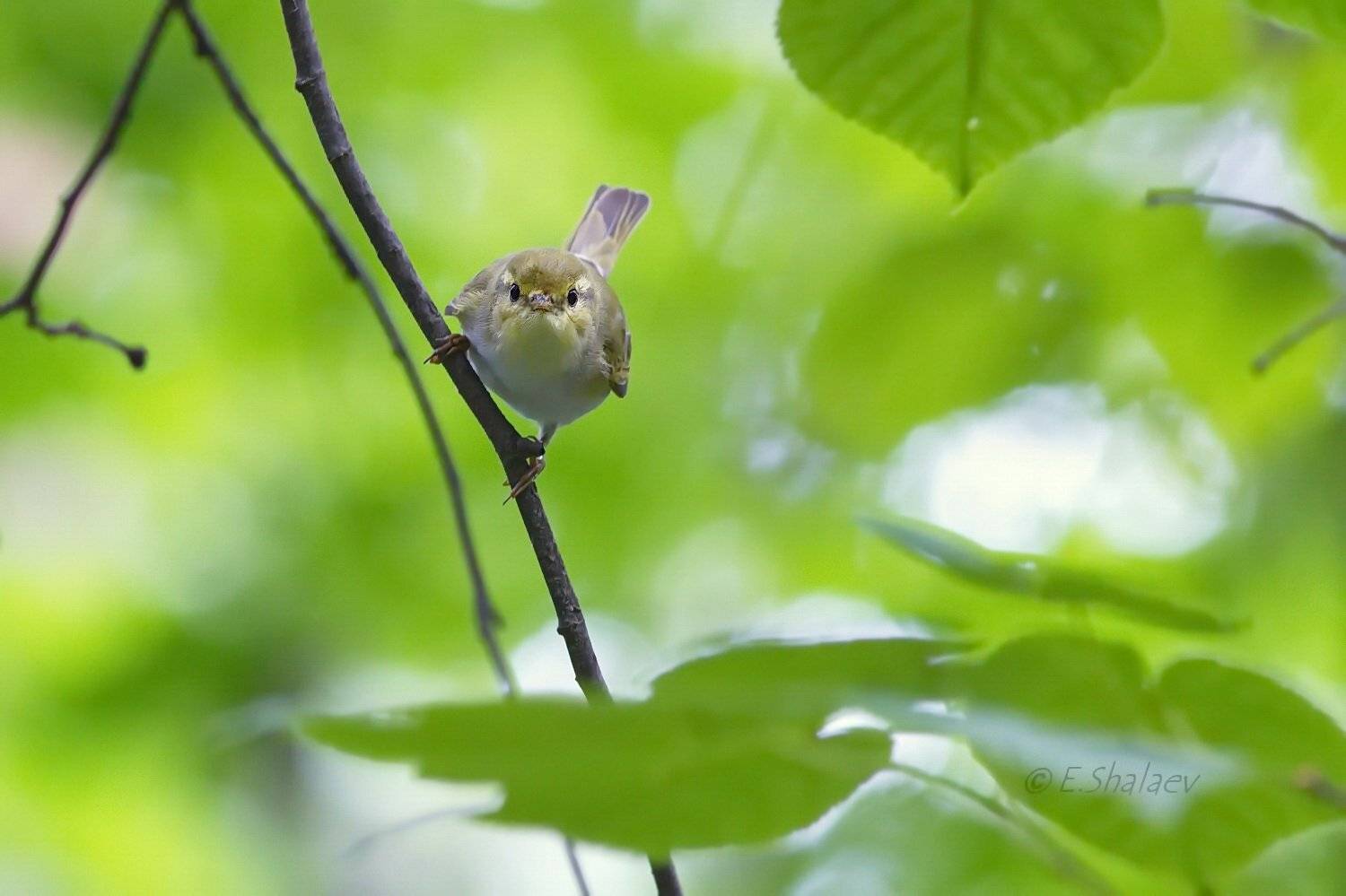 Birds, Phylloscopus sibilatrix, Wood warbler, Пеночка, Пеночка-трещотка, Птица, Птицы, Фотоохота, Евгений