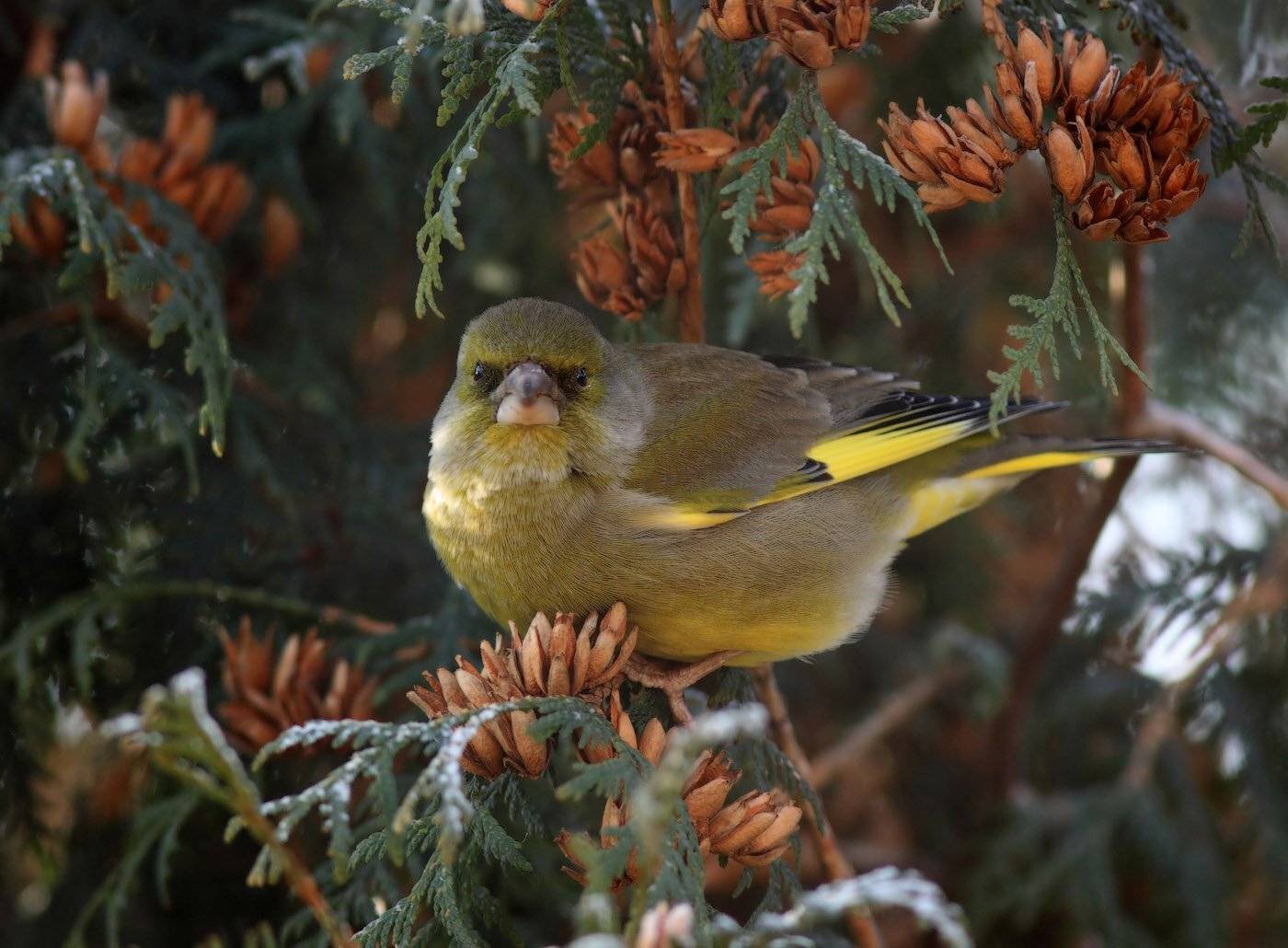 , Юрий Андреев