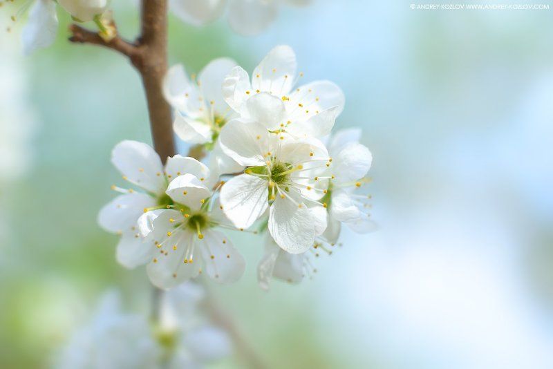 Blossom, Blue, Cherry, Flowers, Garden, Nature, Sakura Cherry Flowers фото превью