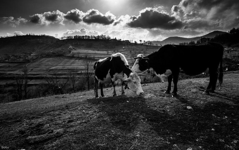 Animals, Black and white, Clouds, Cows, Field, Landscape, Love, Nature, Village Animal love фото превью