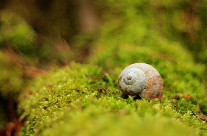 @ фото превью