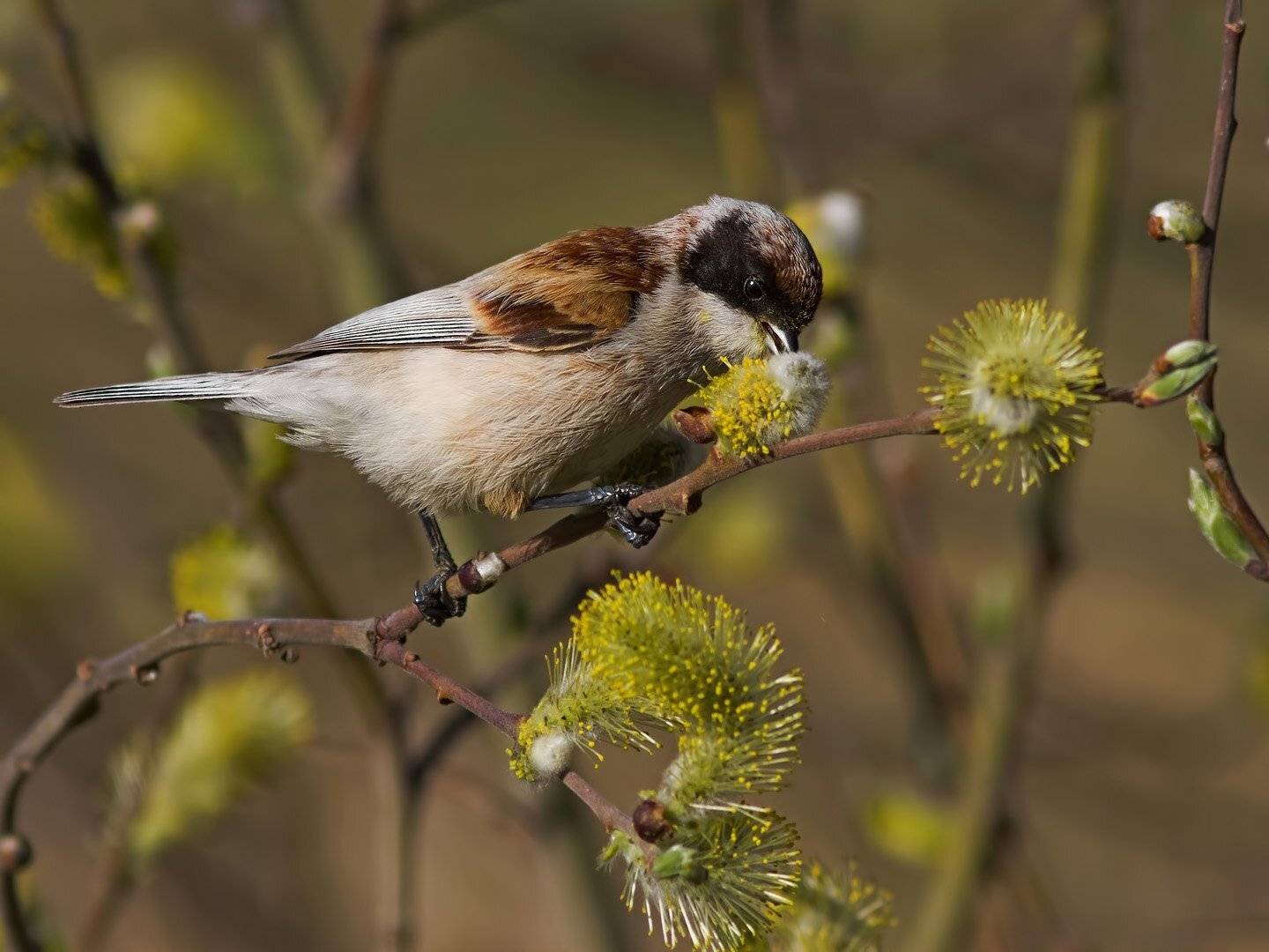 Ремез, Ляпустин Юра