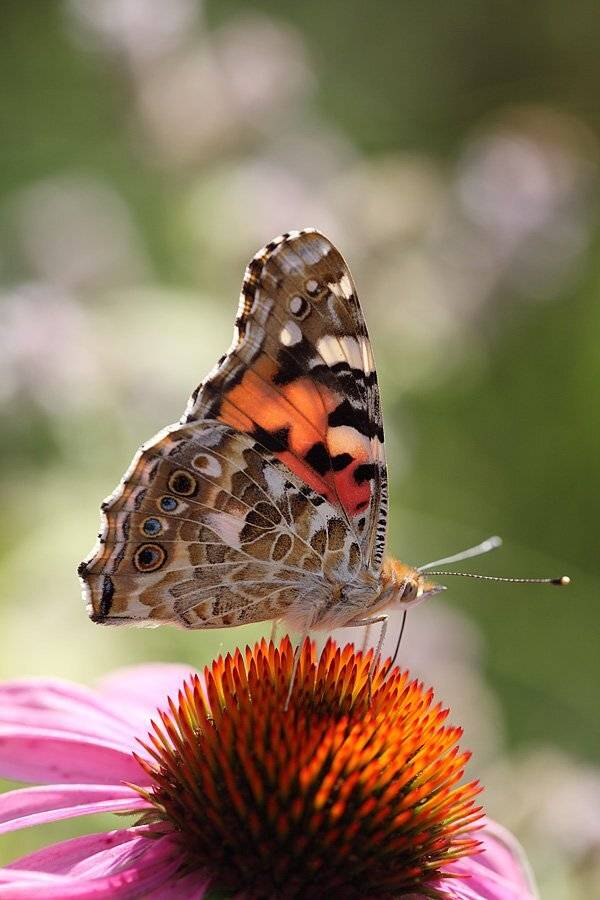 , Сергей Таланов