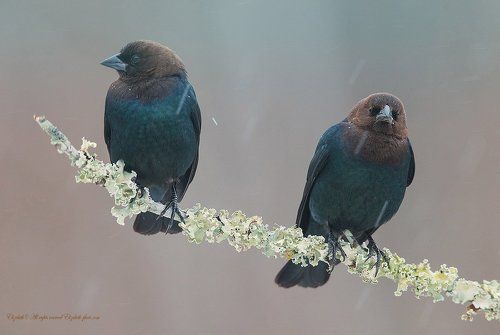 Буроголовый коровий трупиал - Brown-headed Cowbird