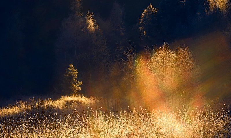 forest, hoarfrost, light, rays, winter, зима, иней, лес, лучи, поток, свет Поток света фото превью