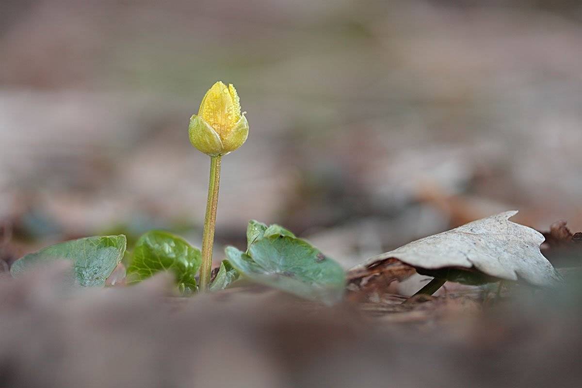 , Роман Рысь