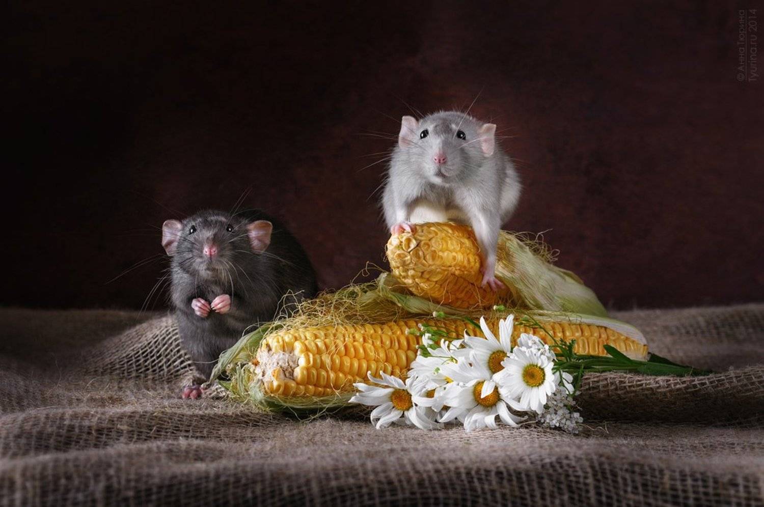 , Тюрина Анна