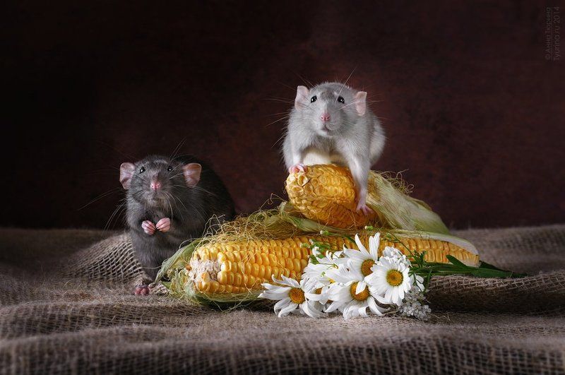 Время собирать урожай фото превью