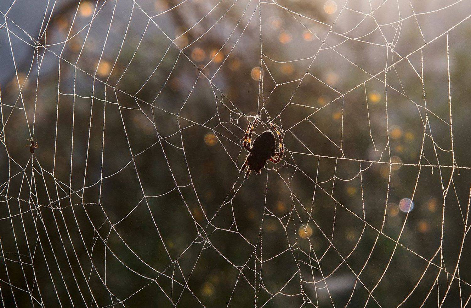 , Орлов Михаил