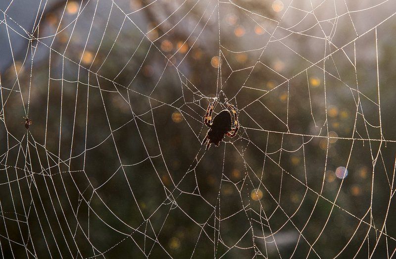 Ловец фото превью