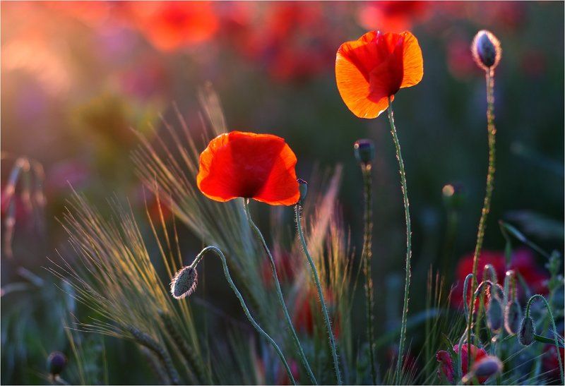 ....тепла,радости,и любви- Вам!  Дорогие  Женщины. фото превью