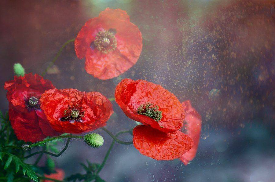 , Таня  Маркова