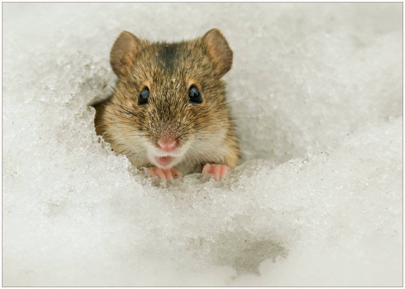 , Валерий Субачев