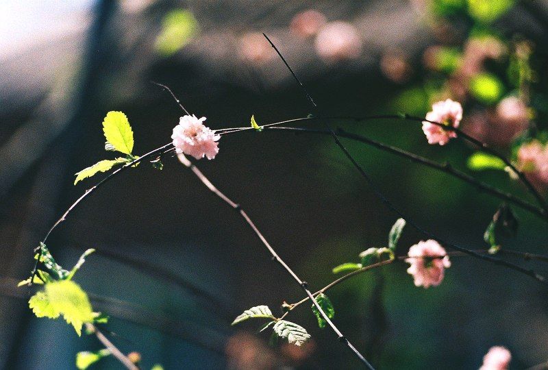 портрет, девушка Пленочка фото превью