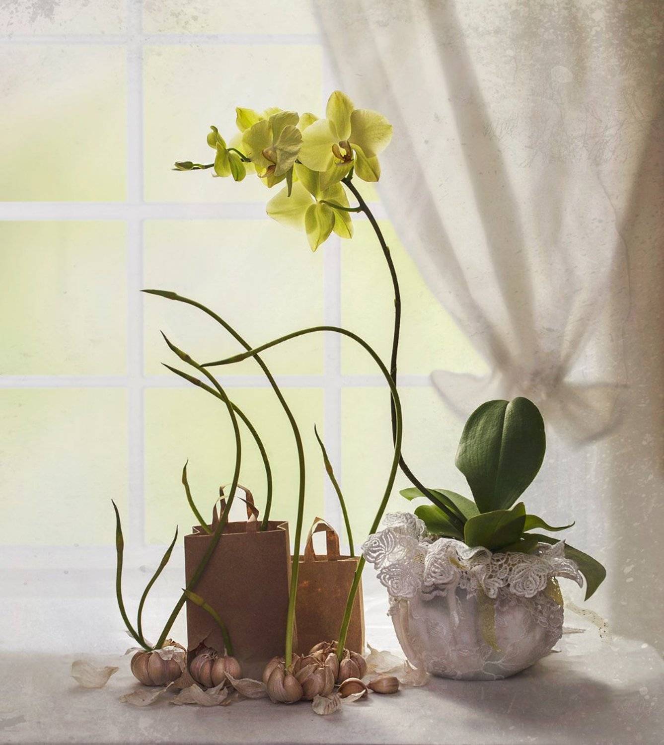 , Вероника Бабенко