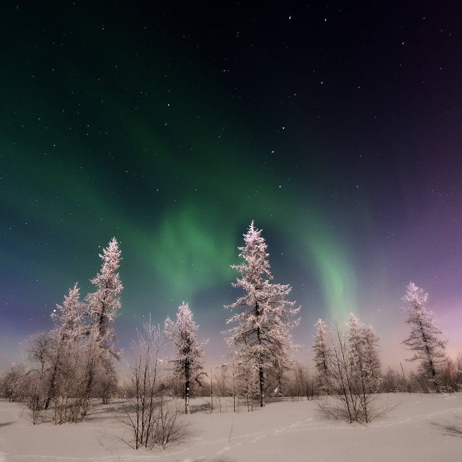 aurora, aurora borealis, зима, лес, новыйуренгой, северноесияние, сибирь, тундра, уренгой, ямал, Камиль Нуреев