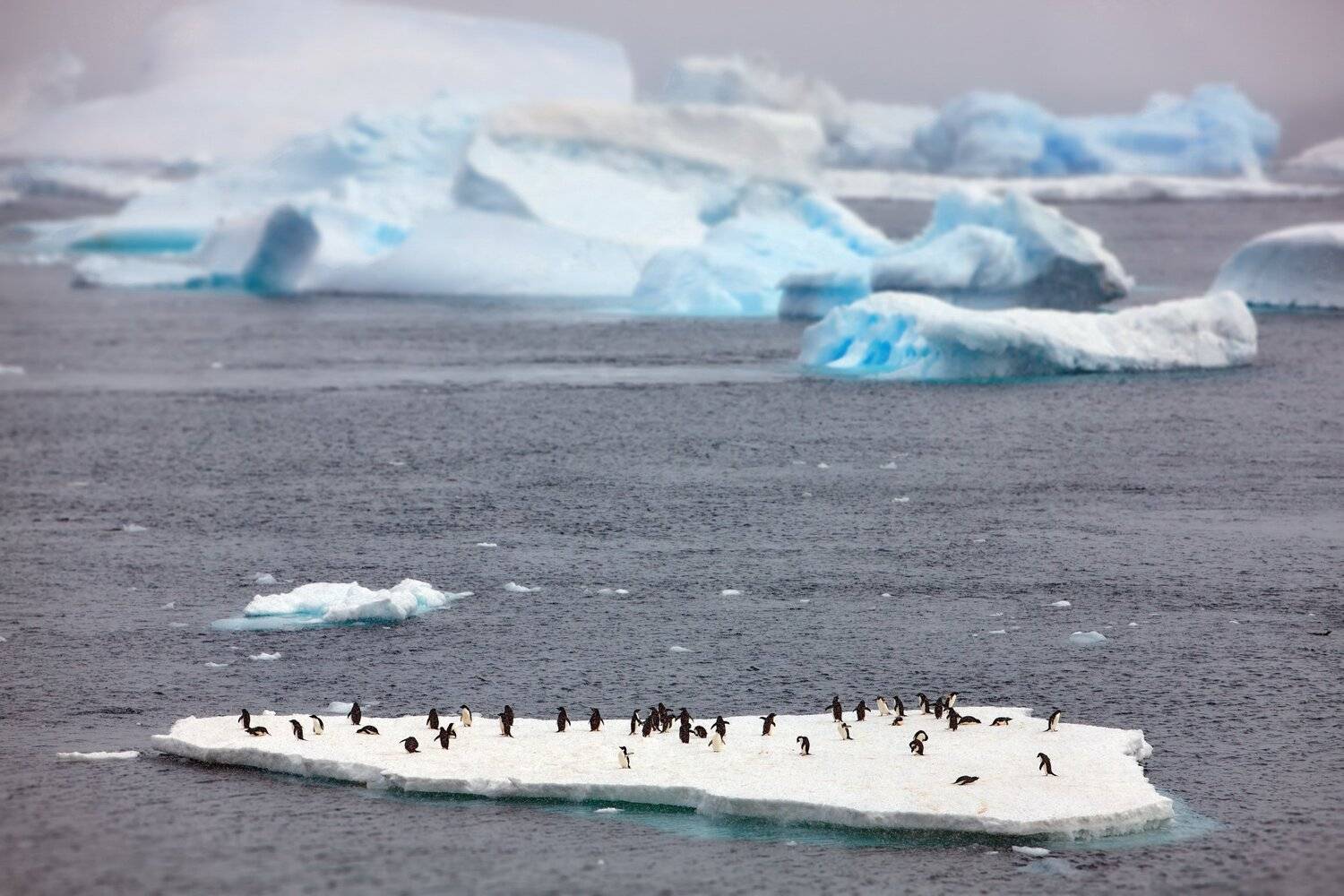 , Александр Перов