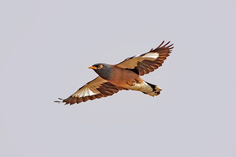 400mm, 7d, animals, birds, myna, животные, птицы, скворец Саранчёвый скворец фото превью