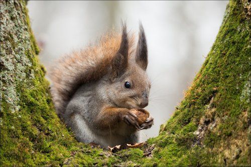 / Беличьи истории /