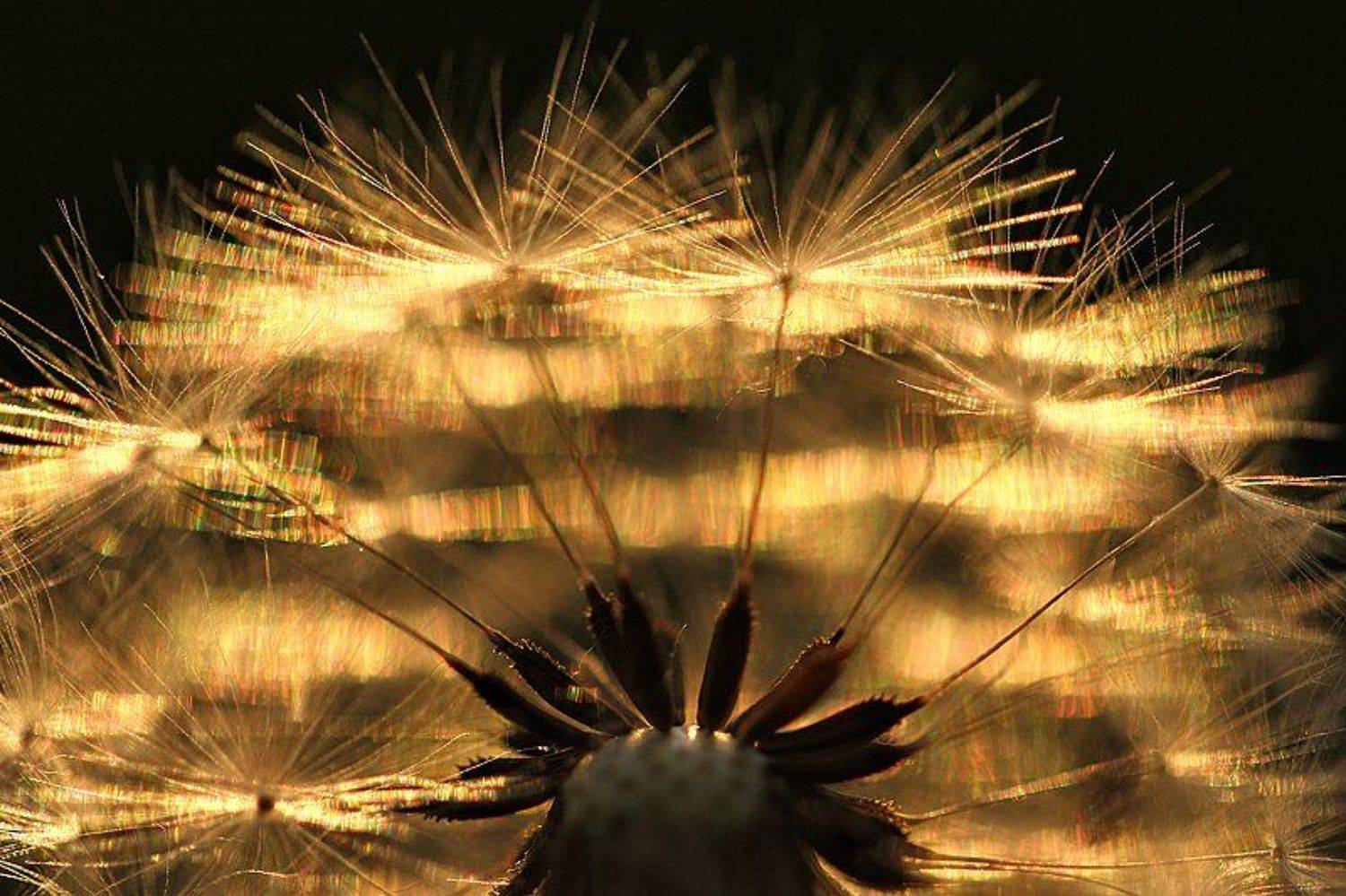 Макро, Одуванчик, Природа, Цветок, Цветы, Алексей Королев