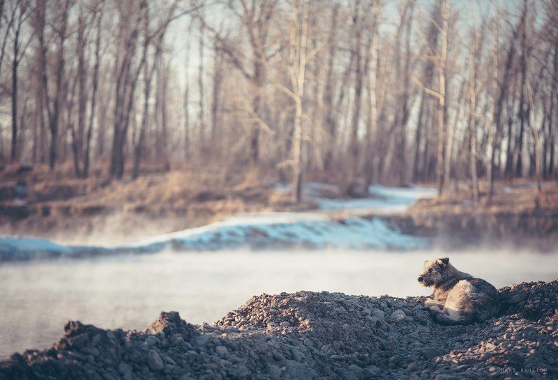 Енисей, Краснояорск, Пес, Сибирь, Туман Про Пса фото превью