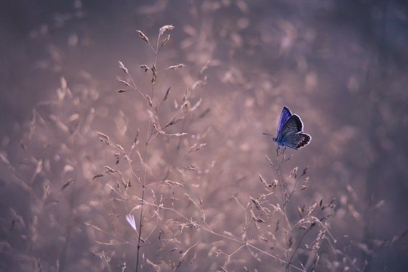 Цветные бантики. фото превью