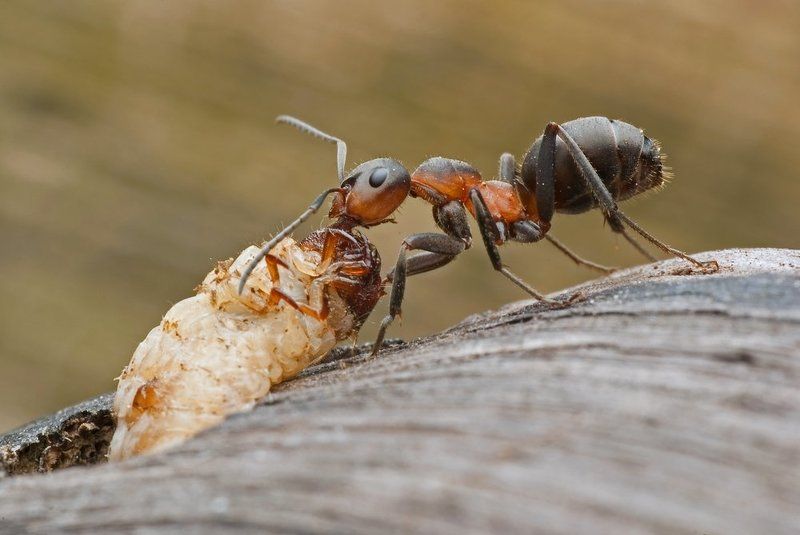 Attack! фото превью