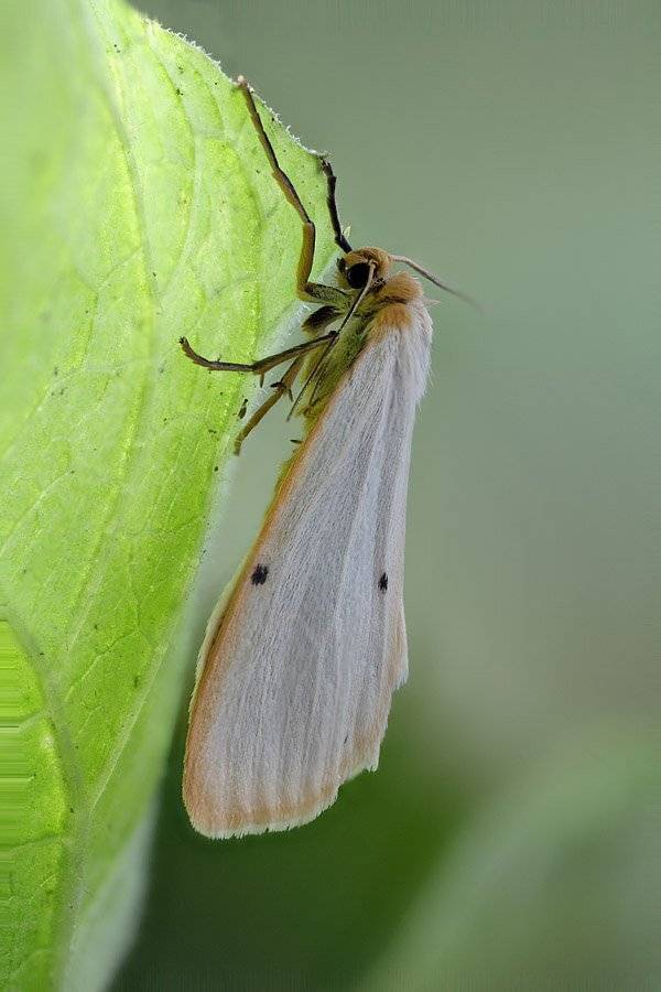 , Сергей Таланов