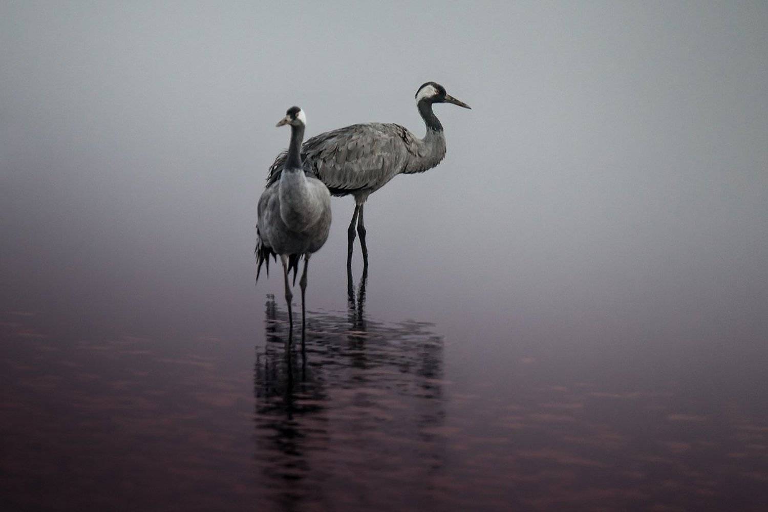 birds, lake, nature, двое, журавли, заповедник, озеро, природа, птицы, рассвет, утро, Наталья Рублина