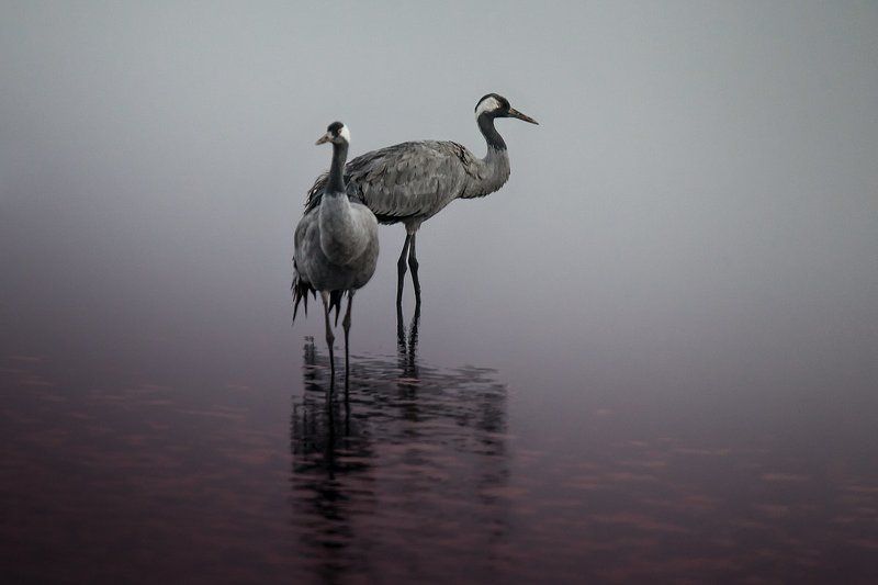 birds, lake, nature, двое, журавли, заповедник, озеро, природа, птицы, рассвет, утро Двое... фото превью