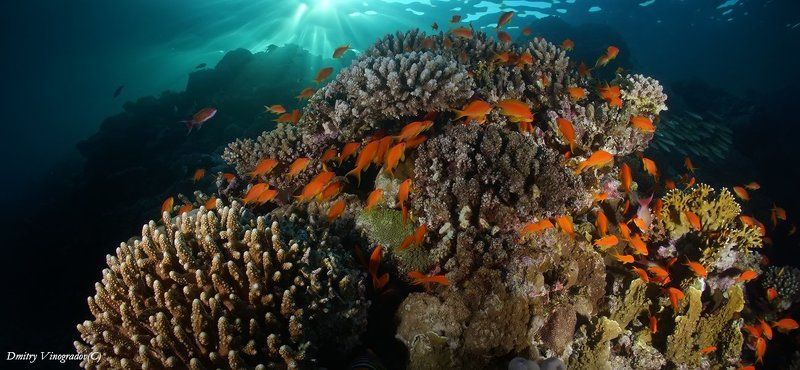 Sunset on a coral reef фото превью