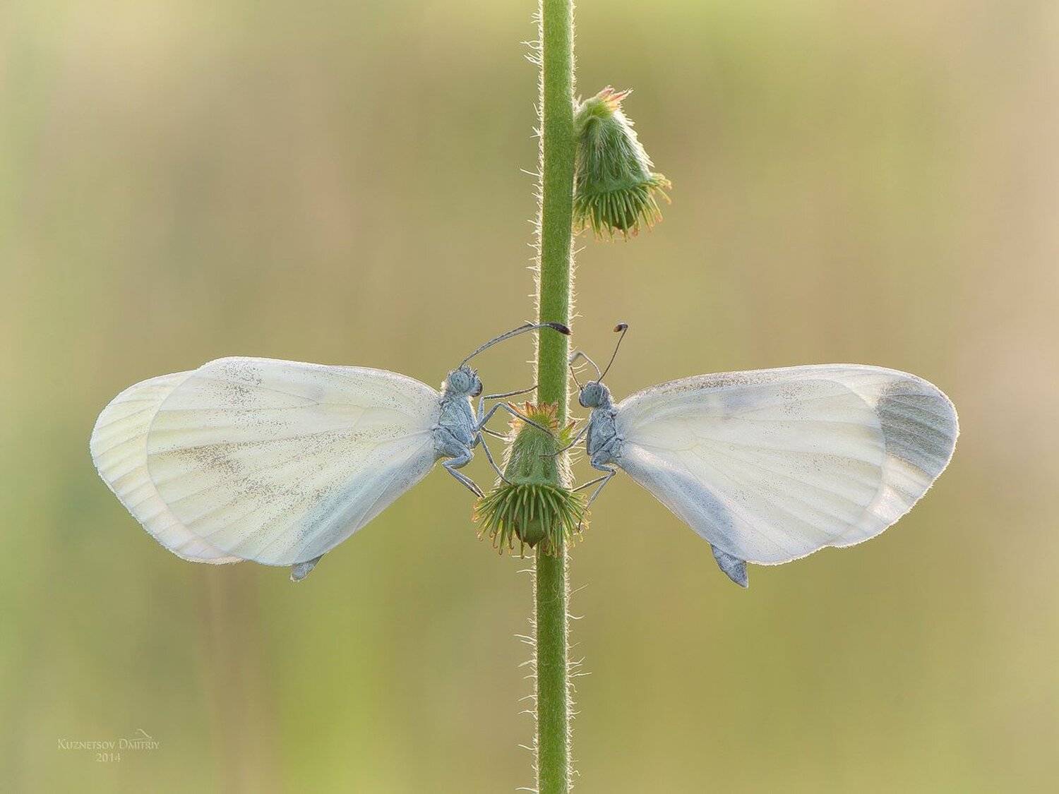 , Кузнецов Дмитрий