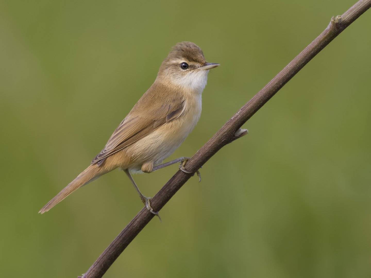 Индийская камышевка, Ляпустин Юра