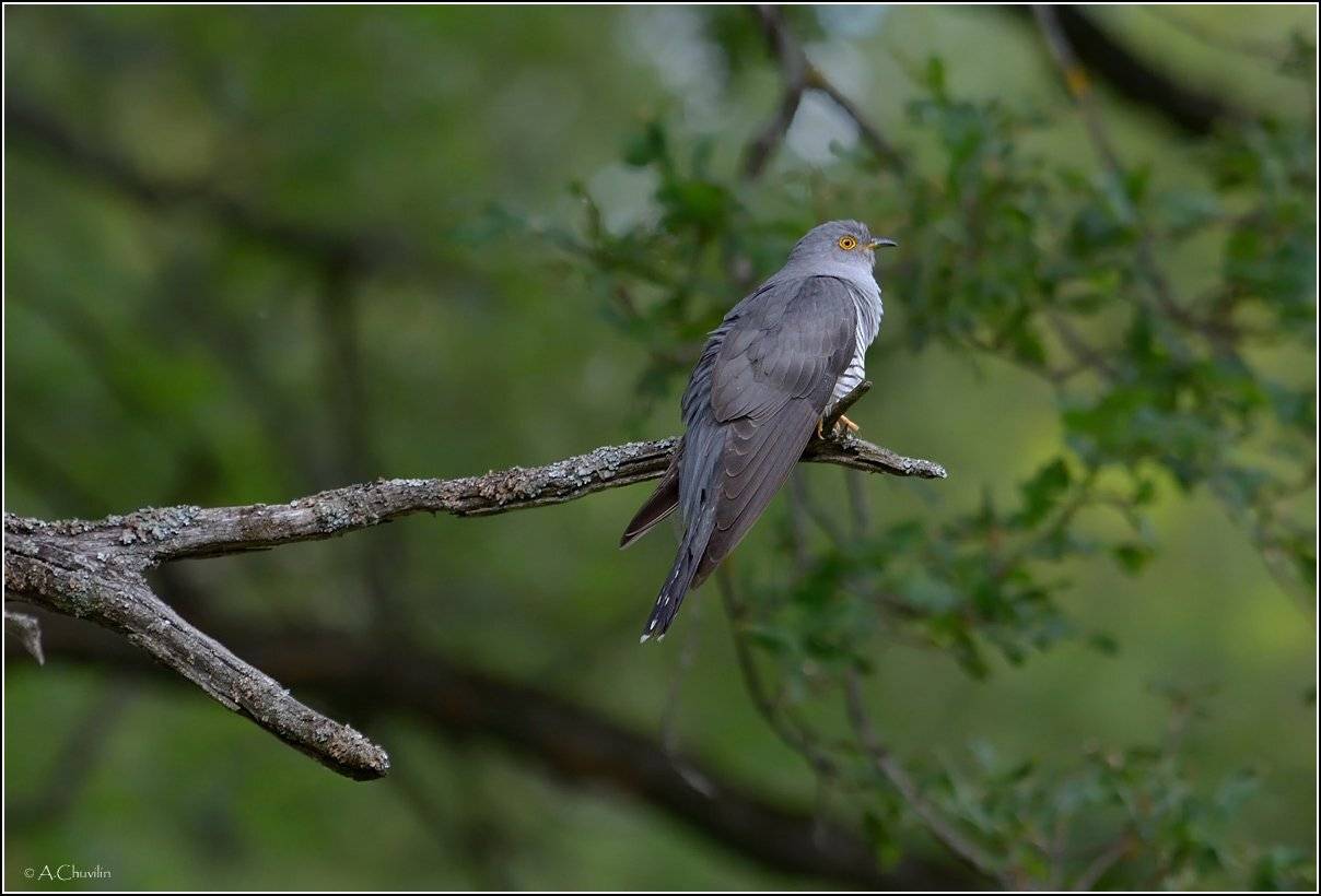 Кукушкавечер, Александр Чувилин