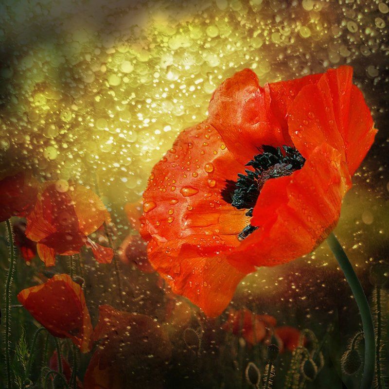 ****** фото превью