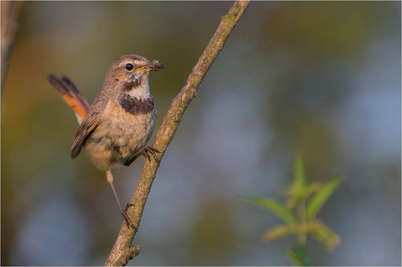 , Руслан Сигушин