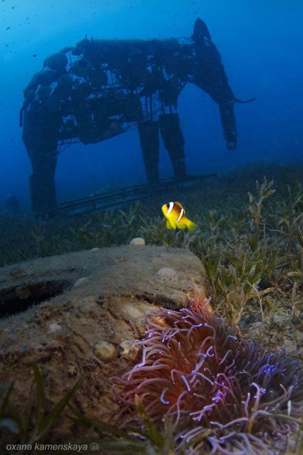 underwater amphiprion anemone elephant , Оксана Каменская