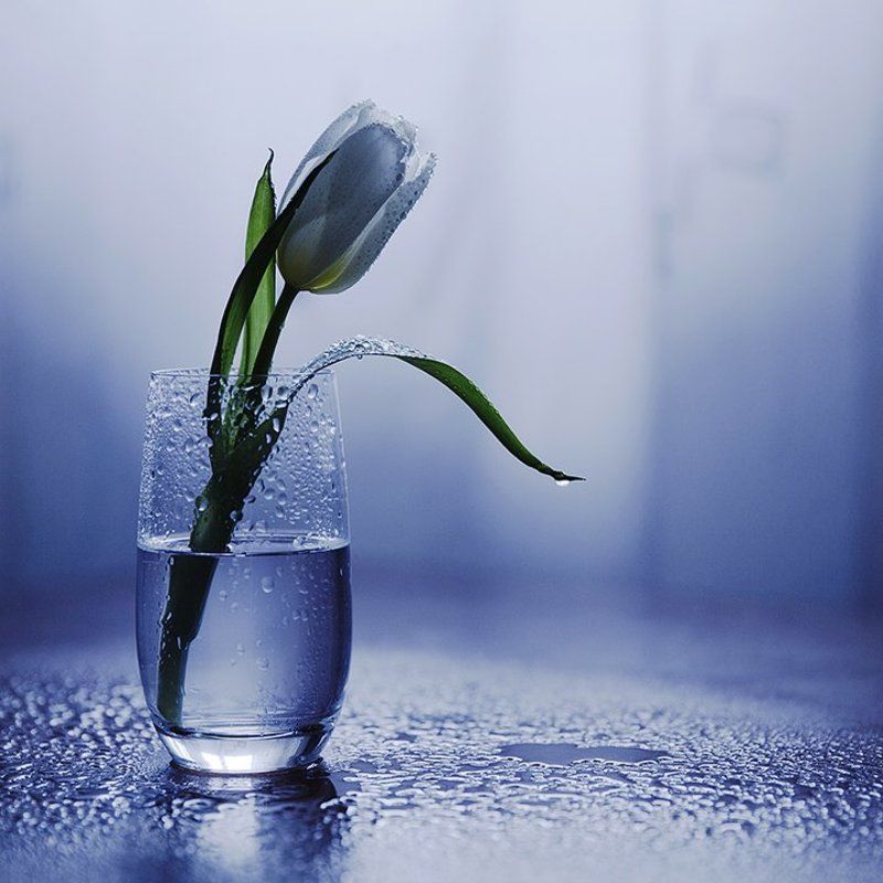 Kapt kapt kapt... фото превью