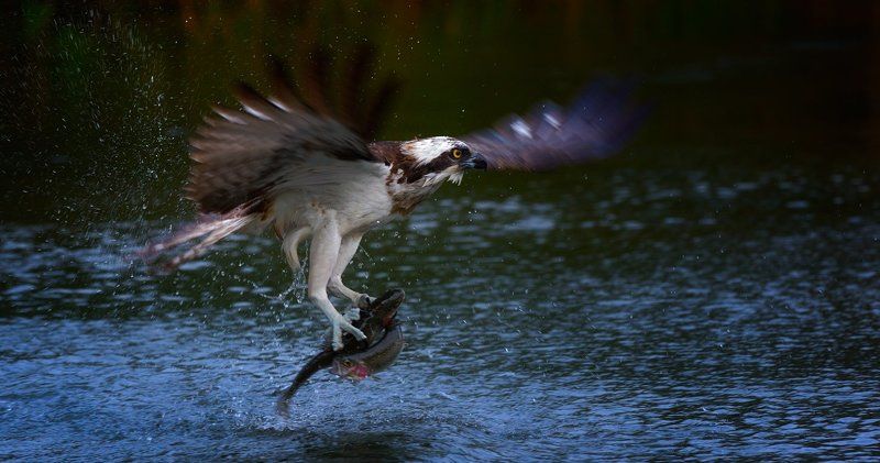 очень кушать хочется... фото превью