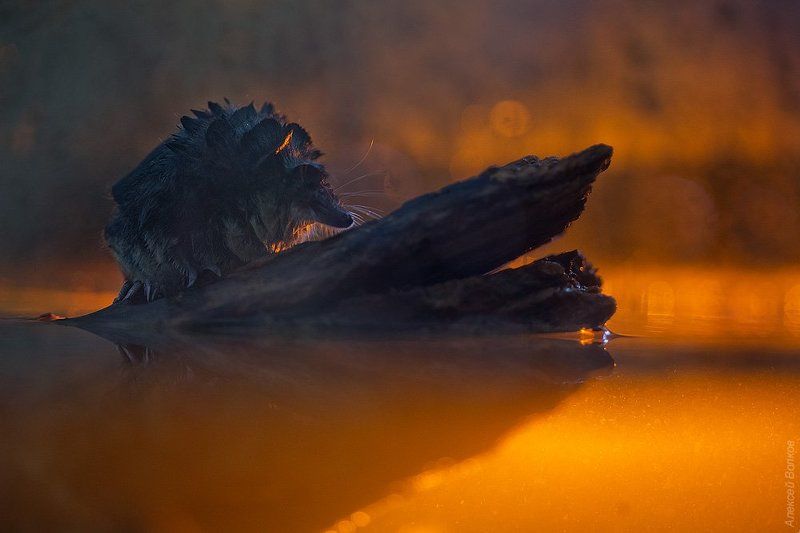 водяная кутора, Neomys fodiens Плавучий меховой шарик фото превью