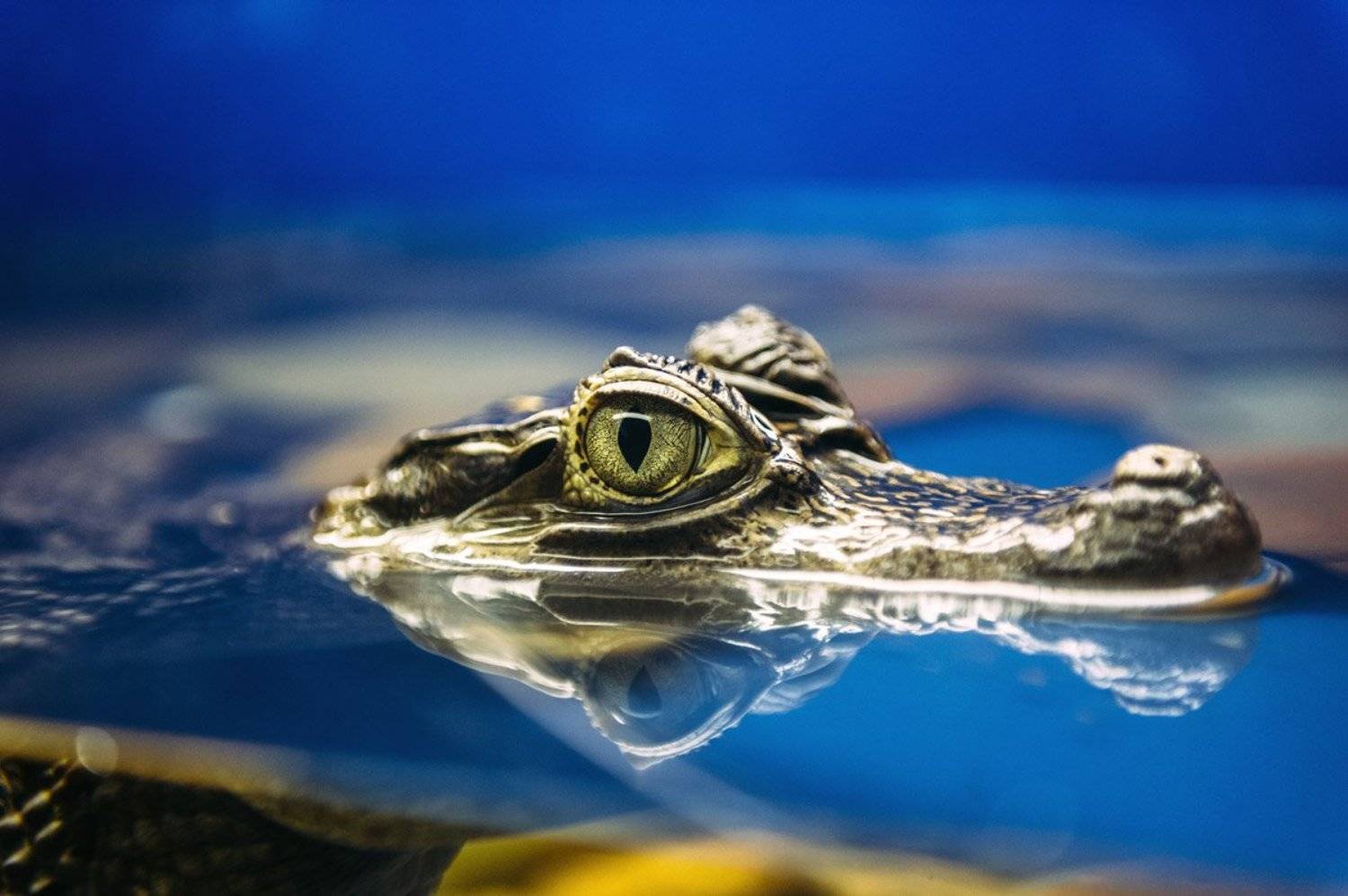 animals, dragonfly, nature, nikon, water, Андрей Лободин
