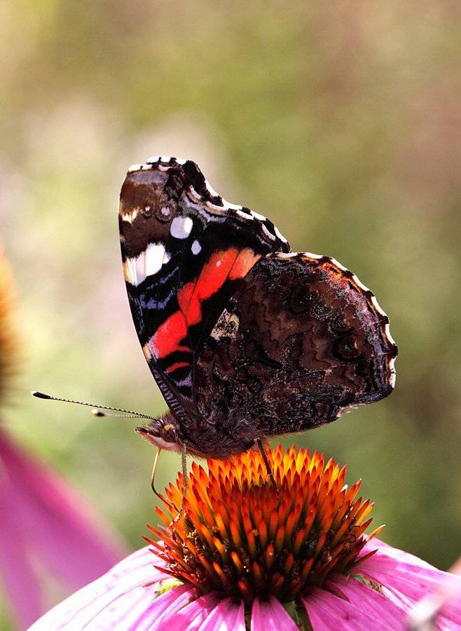 , Сергей Таланов