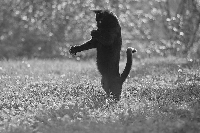 Озорной кот:) фото превью