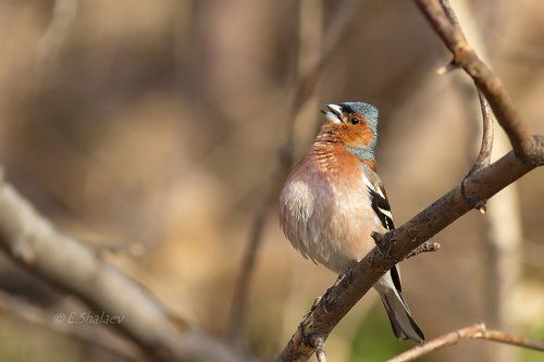 Common Chaffinch, Зяблик - Fringilla coelebs