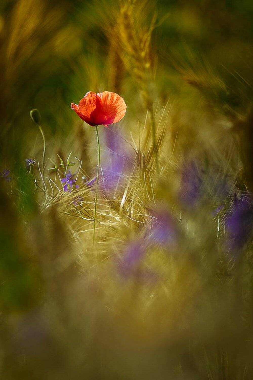 , Gabriel Prescornita